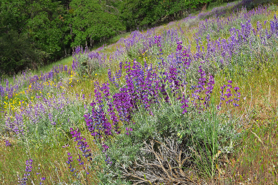 silver bush lupine (Lupinus albifrons) [Baldy Peak Trail, Rogue River-Siskiyou National Forest, Jackson County, Oregon]