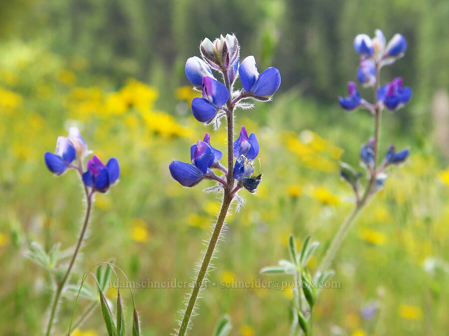 miniature lupine (Lupinus bicolor (Lupinus micranthus var. bicolor)) [Baldy Peak Trail, Rogue River-Siskiyou National Forest, Jackson County, Oregon]