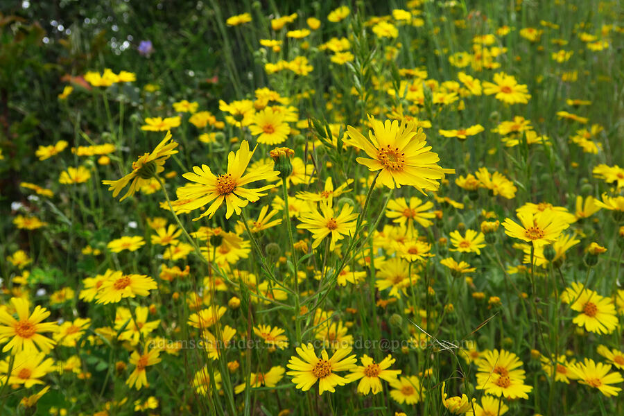 common madia (Madia elegans) [Baldy Peak Trail, Rogue River-Siskiyou National Forest, Jackson County, Oregon]