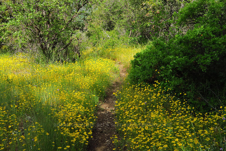 trail through madia (Madia elegans) [Baldy Peak Trail, Rogue River-Siskiyou National Forest, Jackson County, Oregon]