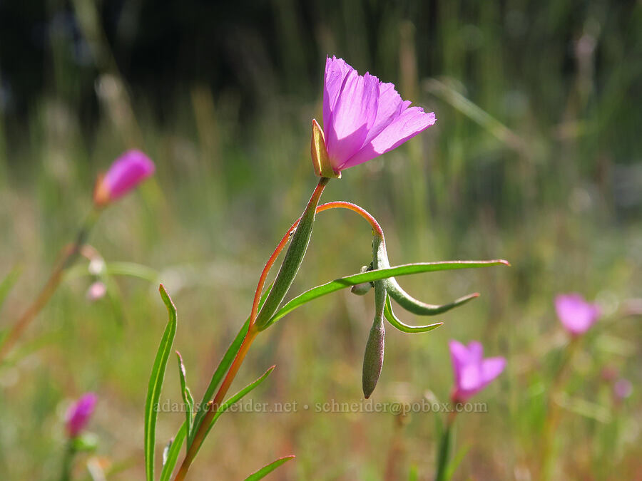 slender clarkia (Clarkia gracilis ssp. gracilis) [Baldy Peak Trail, Rogue River-Siskiyou National Forest, Jackson County, Oregon]