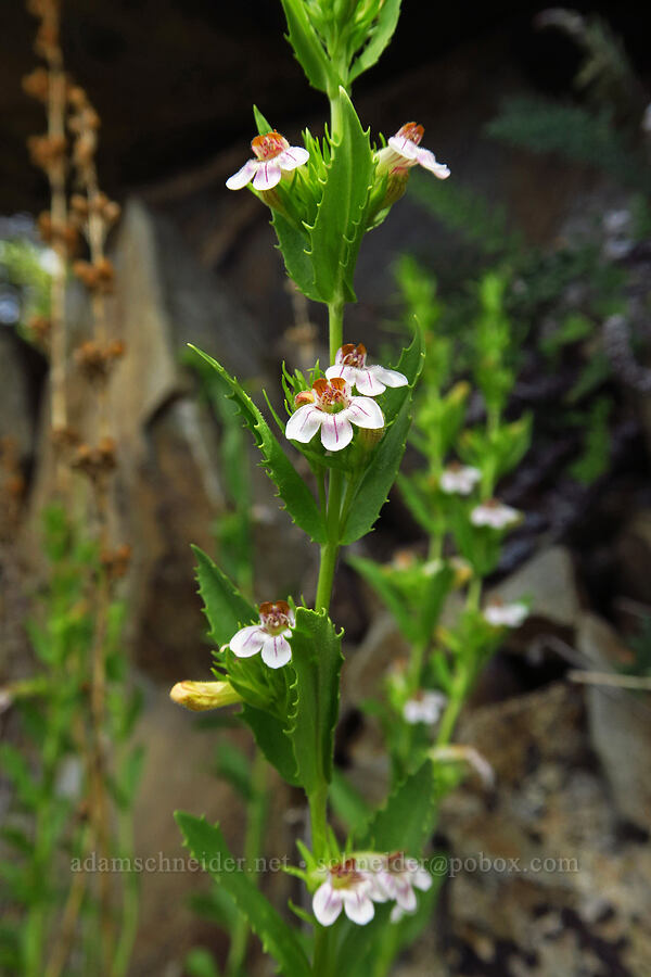 hot rock penstemon (Penstemon deustus) [Baldy Peak Trail, Rogue River-Siskiyou National Forest, Jackson County, Oregon]