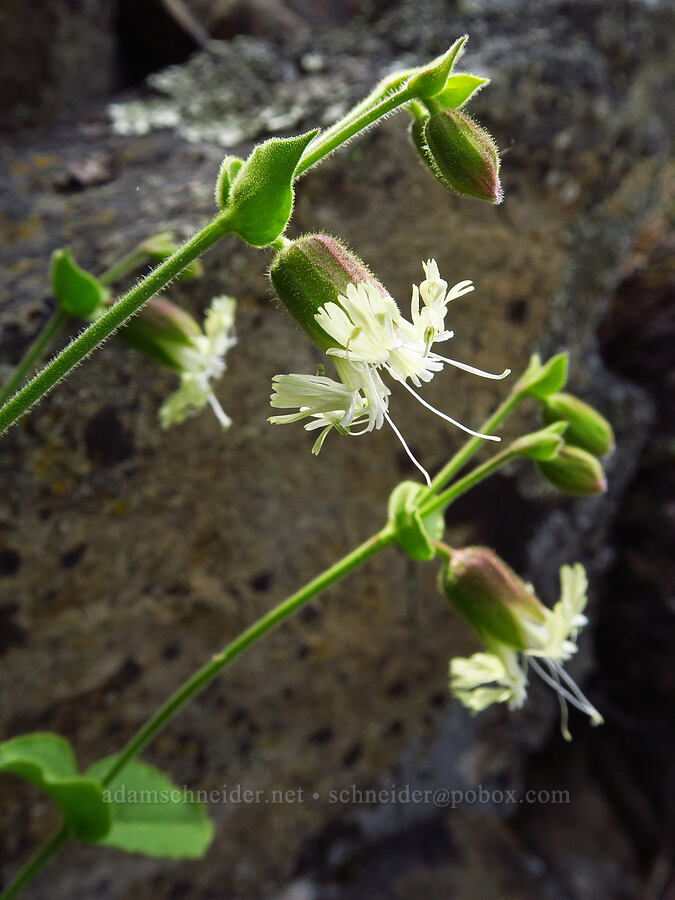 bell catchfly (Silene greenei ssp. greenei (Silene campanulata ssp. glandulosa)) [Baldy Peak Trail, Rogue River-Siskiyou National Forest, Jackson County, Oregon]