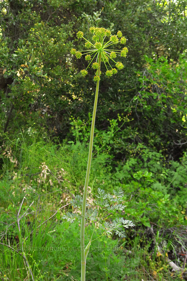 very tall fern-leaf desert parsley (Lomatium dissectum) [Baldy Peak Trail, Rogue River-Siskiyou National Forest, Jackson County, Oregon]