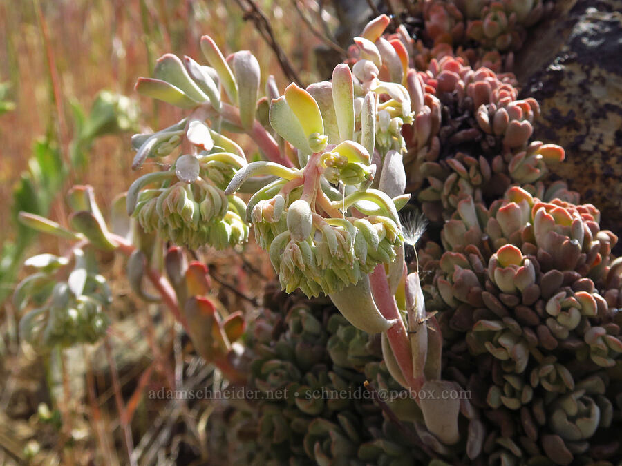 Applegate stonecrop (Sedum oblanceolatum) [Baldy Peak Trail, Rogue River-Siskiyou National Forest, Jackson County, Oregon]