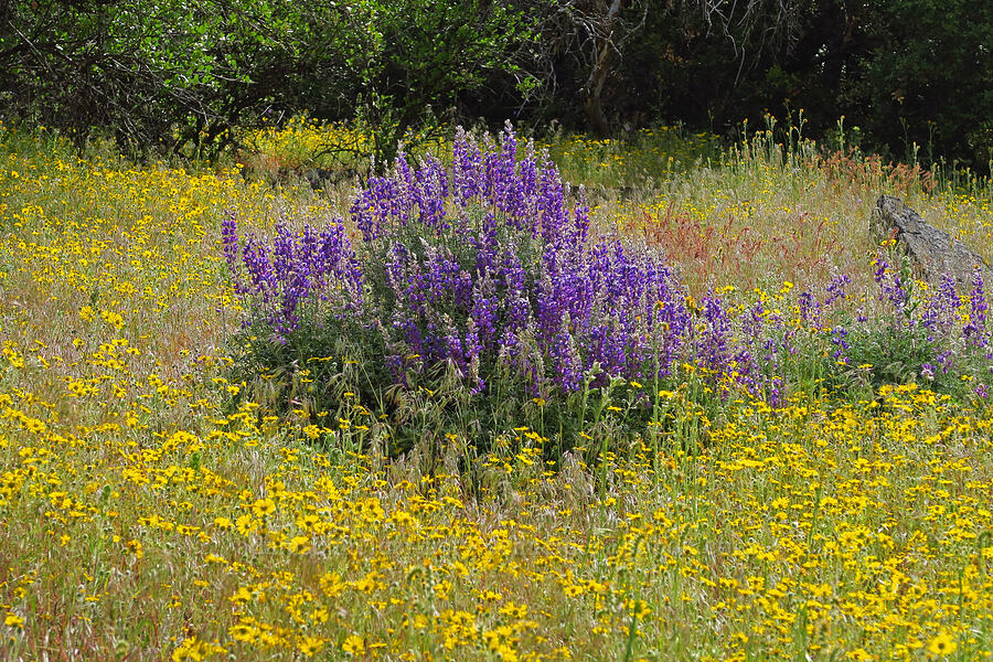 silver bush lupine & madia (Lupinus albifrons, Madia elegans) [Baldy Peak Trail, Rogue River-Siskiyou National Forest, Jackson County, Oregon]