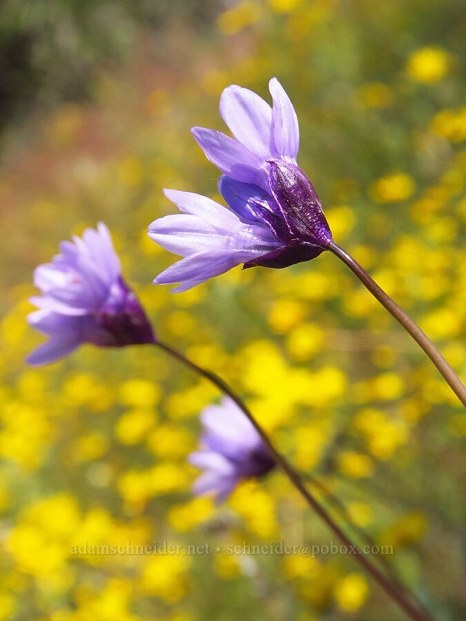 blue dicks (Dipterostemon capitatus (Dichelostemma capitatum)) [Baldy Peak Trail, Rogue River-Siskiyou National Forest, Jackson County, Oregon]