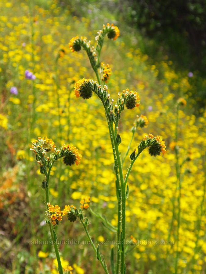 fiddleneck (Amsinckia menziesii) [Baldy Peak Trail, Rogue River-Siskiyou National Forest, Jackson County, Oregon]