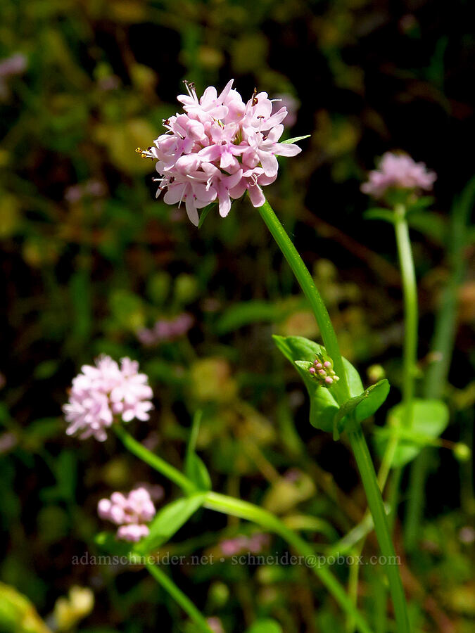 rosy plectritis (Plectritis congesta) [Baldy Peak Trail, Rogue River-Siskiyou National Forest, Jackson County, Oregon]