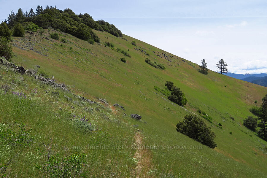 Baldy Peak [Baldy Peak Trail, Rogue River-Siskiyou National Forest, Jackson County, Oregon]