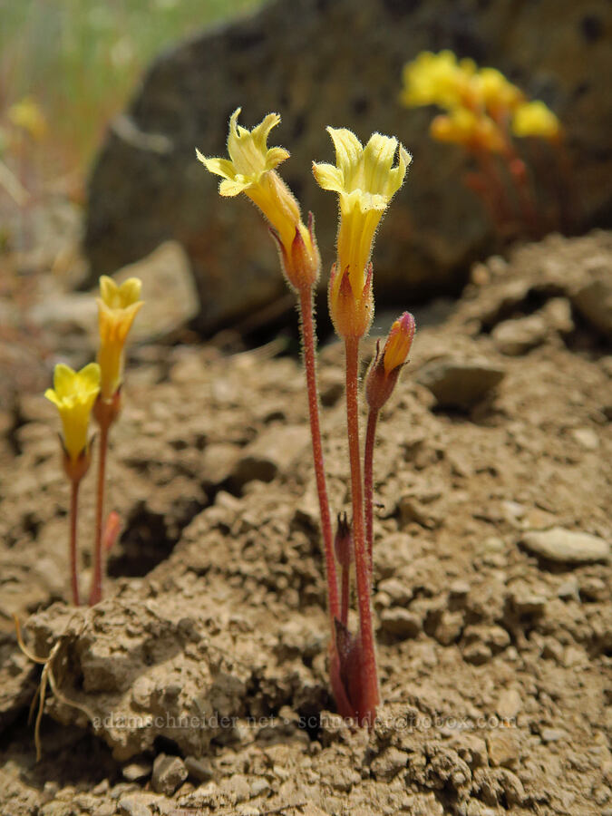 Franciscan (clustered) broomrape (Aphyllon franciscanum (Orobanche fasciculata var. franciscana)) [Baldy Peak Trail, Rogue River-Siskiyou National Forest, Jackson County, Oregon]