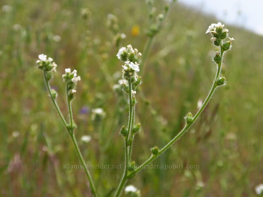 rusty popcorn-flower (Plagiobothrys nothofulvus) [Baldy Peak Trail, Rogue River-Siskiyou National Forest, Jackson County, Oregon]