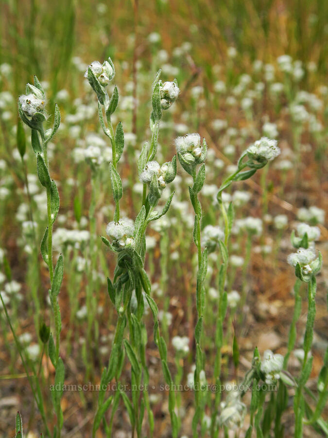 slender cotton-weed (Q-tips) (Micropus californicus) [Baldy Peak Trail, Rogue River-Siskiyou National Forest, Jackson County, Oregon]