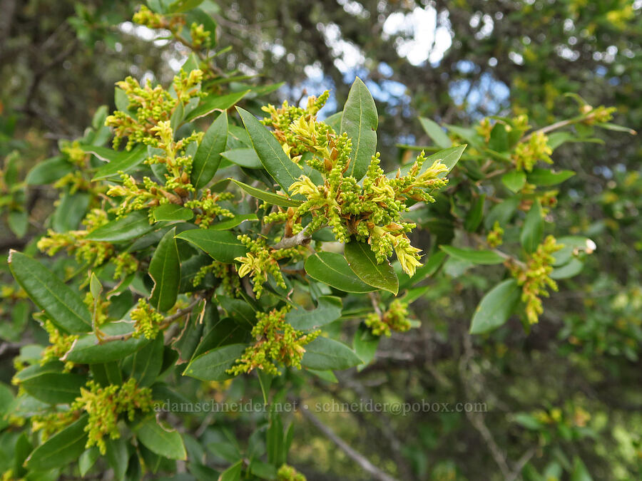 canyon live oak, flowering (Quercus chrysolepis) [Baldy Peak Trail, Rogue River-Siskiyou National Forest, Jackson County, Oregon]