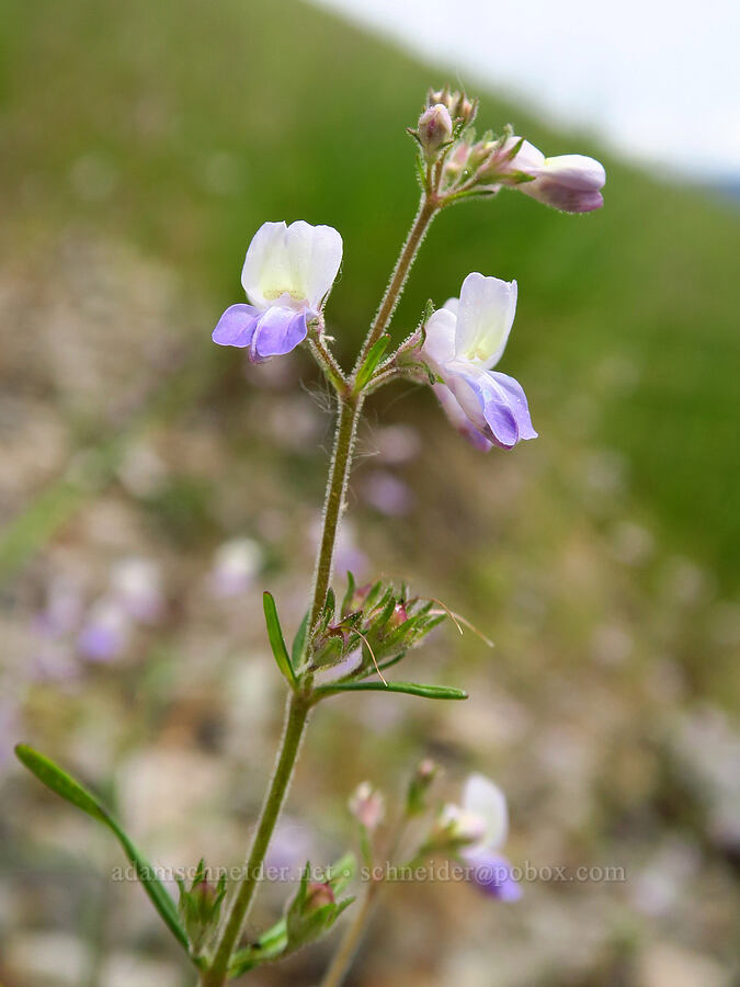 narrow-leaf blue-eyed-Mary (Collinsia linearis (Collinsia rattanii var. linearis)) [Baldy Peak, Rogue River-Siskiyou National Forest, Jackson County, Oregon]