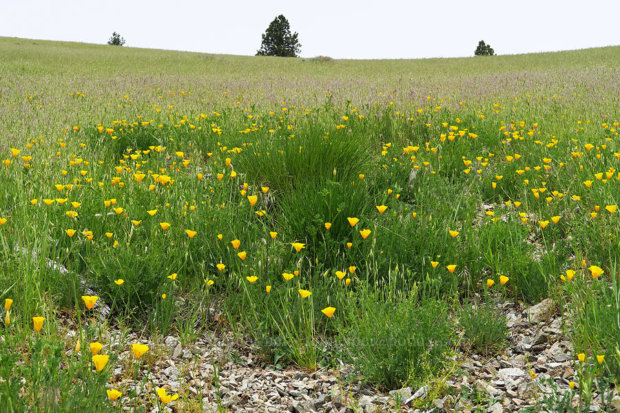 California poppies (Eschscholzia californica) [Baldy Peak, Rogue River-Siskiyou National Forest, Jackson County, Oregon]