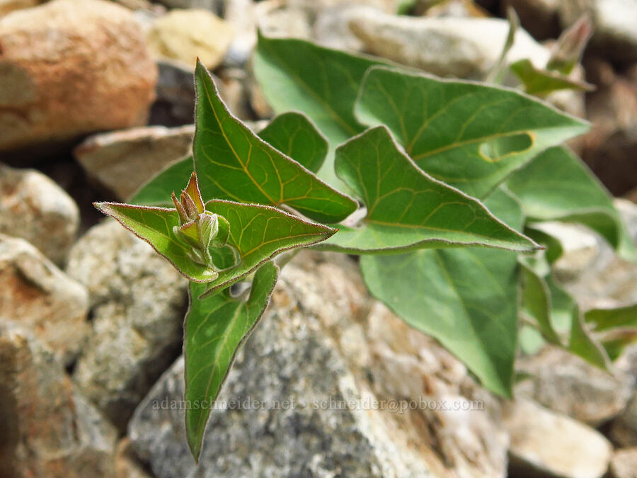 western morning-glory leaves (Calystegia occidentalis) [Baldy Peak, Rogue River-Siskiyou National Forest, Jackson County, Oregon]