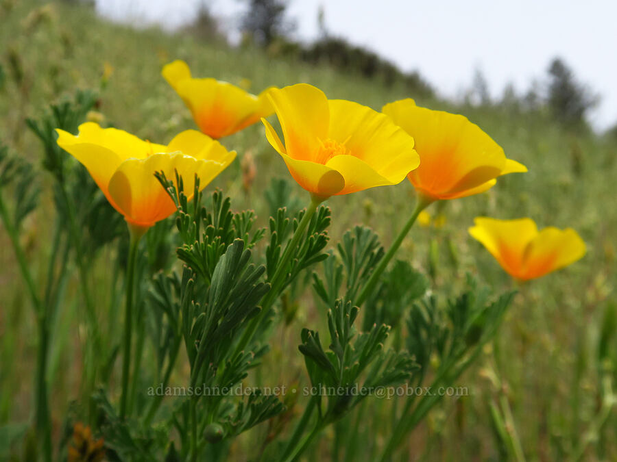 California poppies (Eschscholzia californica) [Baldy Peak, Rogue River-Siskiyou National Forest, Jackson County, Oregon]