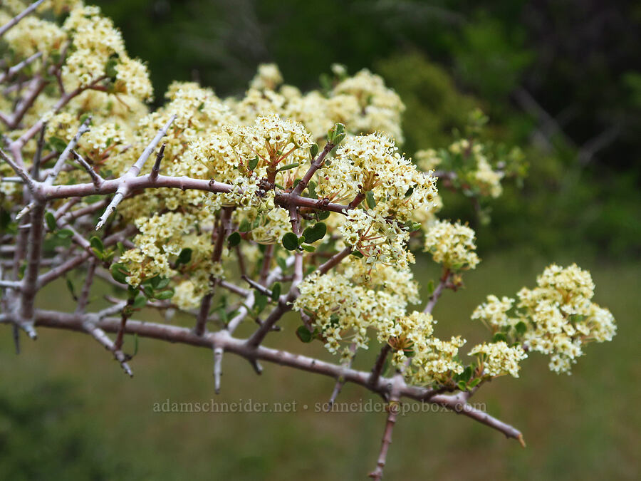 mountain white-thorn (Ceanothus cordulatus) [Baldy Peak, Rogue River-Siskiyou National Forest, Jackson County, Oregon]