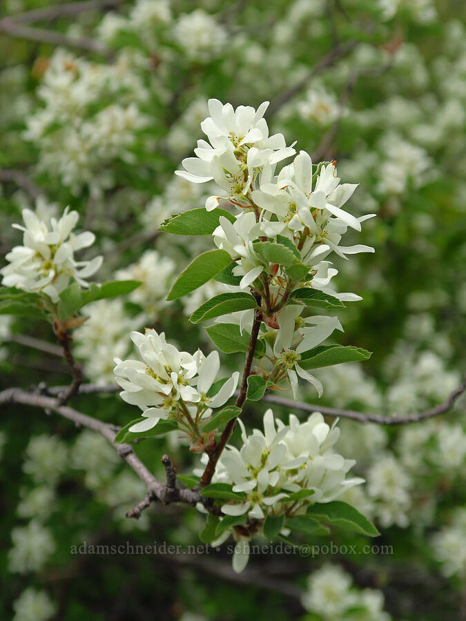 serviceberry (Amelanchier sp.) [Baldy Peak, Rogue River-Siskiyou National Forest, Jackson County, Oregon]