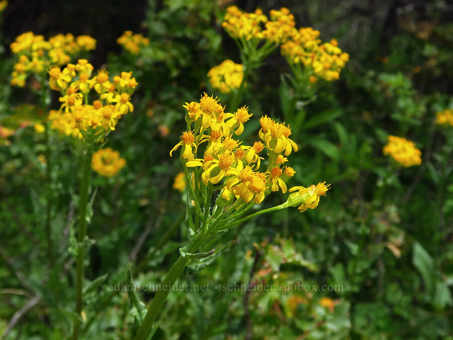 western groundsel (Senecio integerrimus) [Baldy Peak, Rogue River-Siskiyou National Forest, Jackson County, Oregon]