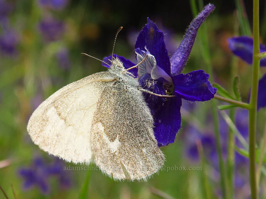 ringlet butterfly on larkspur (Coenonympha california (Coenonympha tullia california)) [Baldy Peak, Rogue River-Siskiyou National Forest, Jackson County, Oregon]