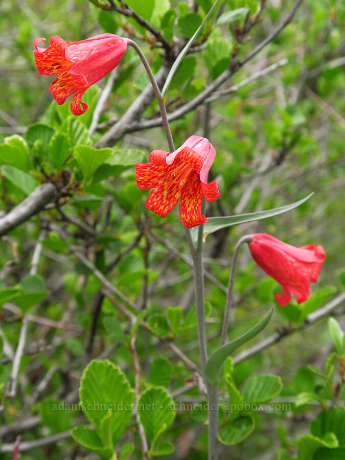 red bells (scarlet fritillary) (Fritillaria recurva) [Baldy Peak, Rogue River-Siskiyou National Forest, Jackson County, Oregon]