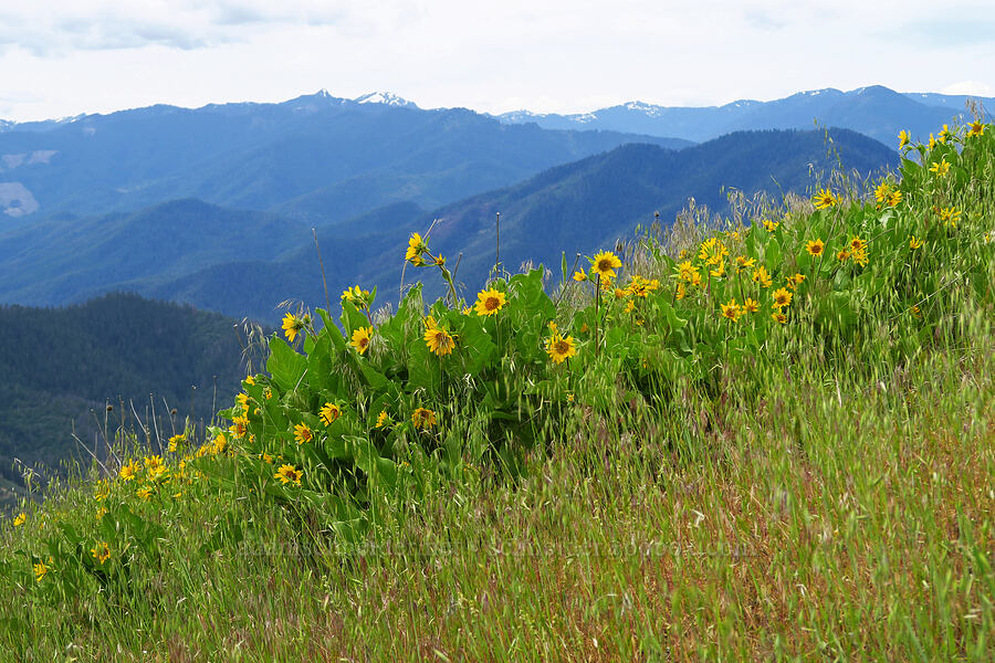 deltoid balsamroot (Balsamorhiza deltoidea) [Baldy Peak, Rogue River-Siskiyou National Forest, Jackson County, Oregon]