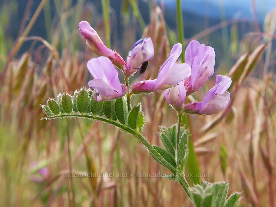 tiny hairy American vetch (Vicia americana) [Baldy Peak, Rogue River-Siskiyou National Forest, Jackson County, Oregon]