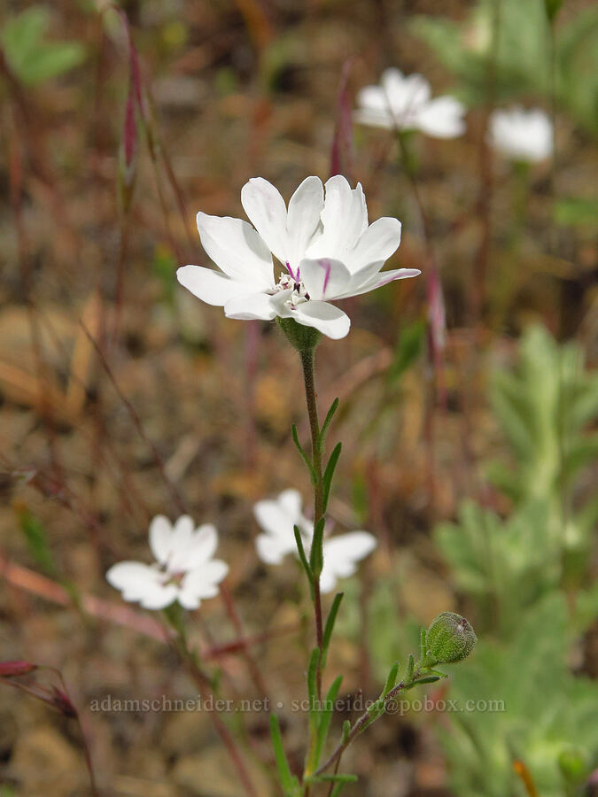 rough eyelash-weed (Blepharipappus scaber) [Baldy Peak, Rogue River-Siskiyou National Forest, Jackson County, Oregon]