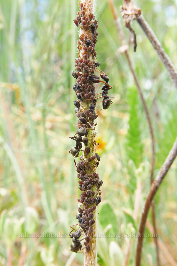 ants tending an aphid farm (Camponotus sp.) [Baldy Peak, Rogue River-Siskiyou National Forest, Jackson County, Oregon]