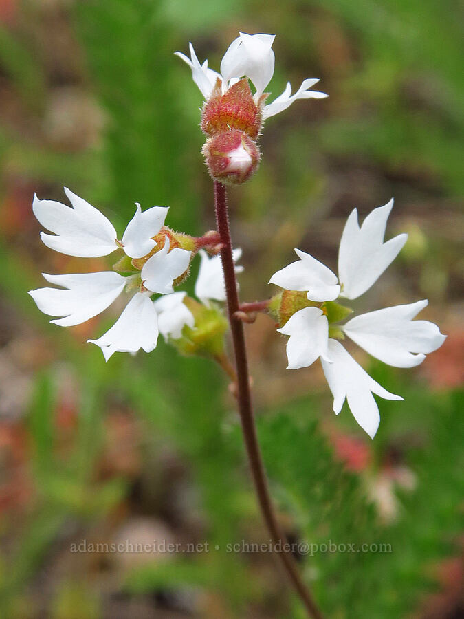 San Francisco woodland star (Lithophragma affine) [Baldy Peak, Rogue River-Siskiyou National Forest, Jackson County, Oregon]