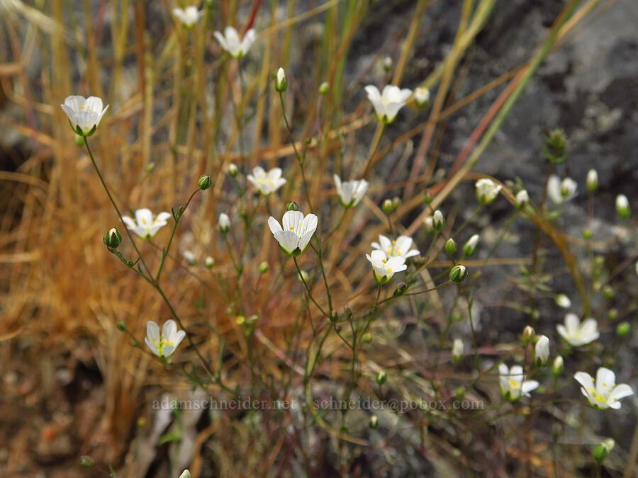 Douglas' stitchwort (Minuartia douglasii (Sabulina douglasii) (Arenaria douglasii)) [Baldy Peak, Rogue River-Siskiyou National Forest, Jackson County, Oregon]