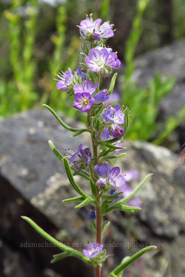 thread-leaf phacelia (Phacelia linearis) [Baldy Peak, Rogue River-Siskiyou National Forest, Jackson County, Oregon]