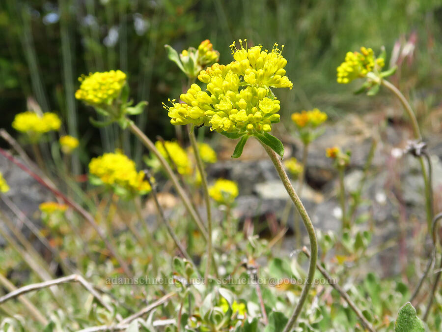 sulphur-flower buckwheat (Eriogonum umbellatum) [Baldy Peak, Rogue River-Siskiyou National Forest, Jackson County, Oregon]