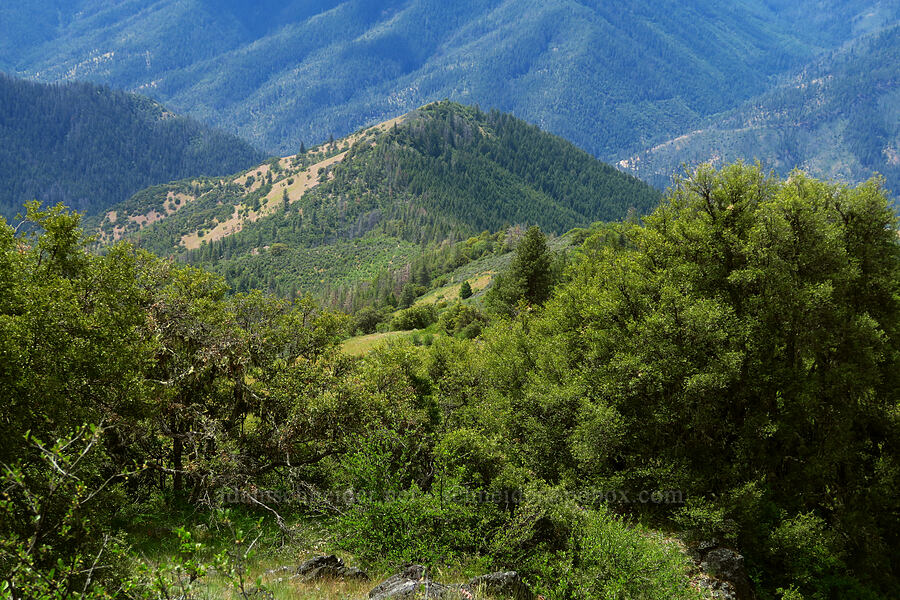 Mule Mountain [Baldy Peak, Rogue River-Siskiyou National Forest, Jackson County, Oregon]