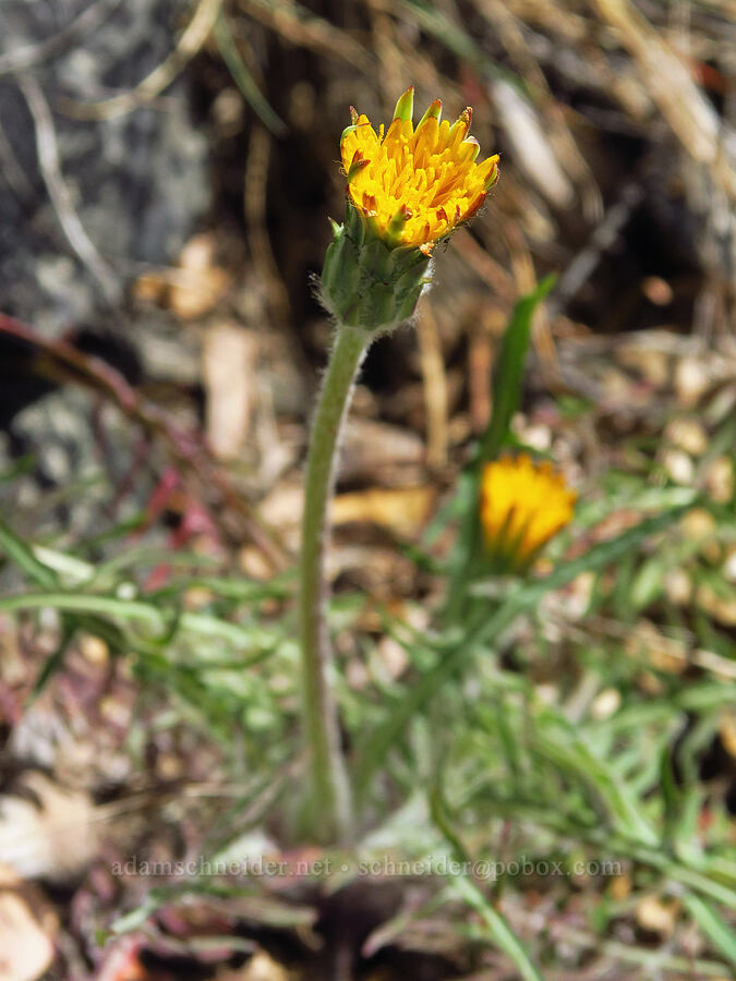 spear-leaf agoseris (Agoseris retrorsa) [Baldy Peak, Rogue River-Siskiyou National Forest, Jackson County, Oregon]