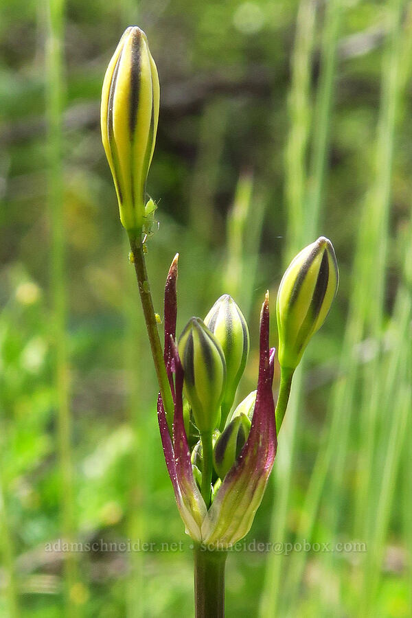 Henderson's stars, budding (Triteleia hendersonii) [Baldy Peak, Rogue River-Siskiyou National Forest, Jackson County, Oregon]