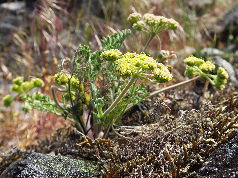 big-seed biscuitroot (Lomatium macrocarpum) [Baldy Peak, Rogue River-Siskiyou National Forest, Jackson County, Oregon]