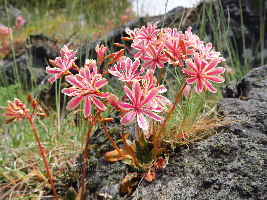 Siskiyou lewisia (Lewisia cotyledon) [Baldy Peak, Rogue River-Siskiyou National Forest, Jackson County, Oregon]