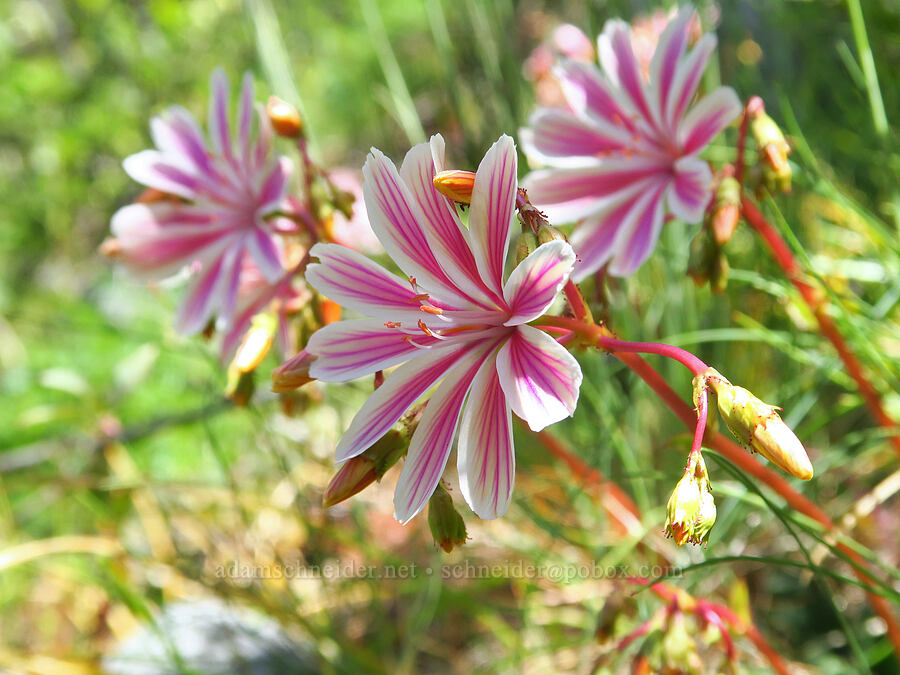 Siskiyou lewisia (Lewisia cotyledon) [Baldy Peak, Rogue River-Siskiyou National Forest, Jackson County, Oregon]