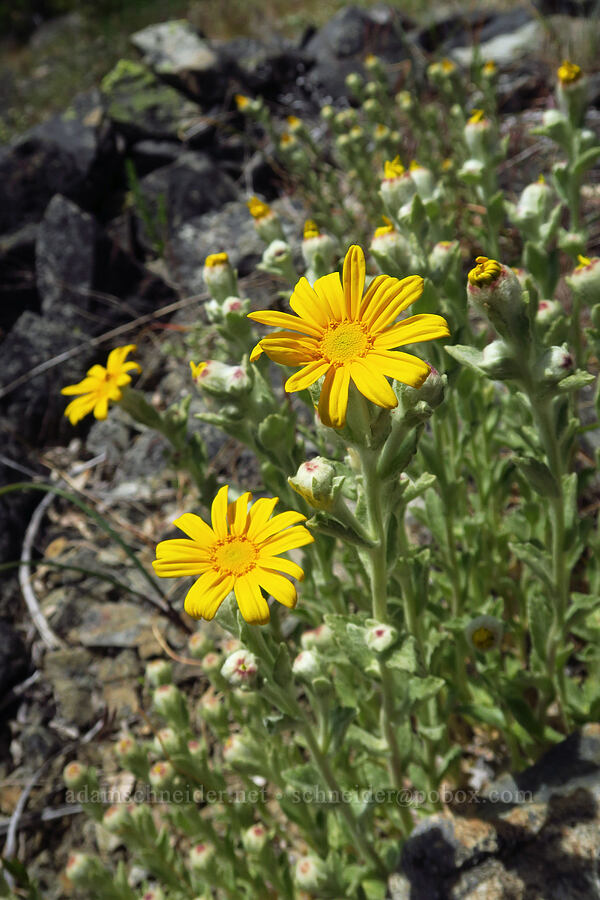 lance-leaf Oregon sunshine (Eriophyllum lanatum var. lanceolatum) [Baldy Peak, Rogue River-Siskiyou National Forest, Jackson County, Oregon]