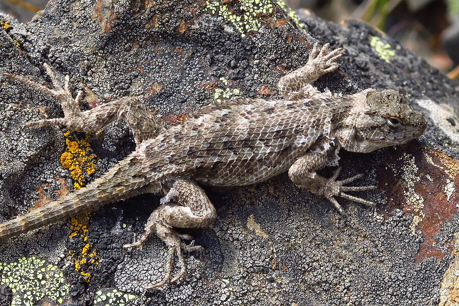 western fence lizard, molting (Sceloporus occidentalis) [Baldy Peak, Rogue River-Siskiyou National Forest, Jackson County, Oregon]