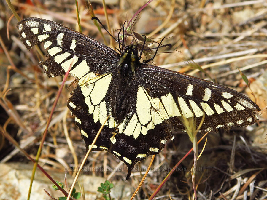 anise swallowtail butterfly (Papilio zelicaon) [Baldy Peak, Rogue River-Siskiyou National Forest, Jackson County, Oregon]