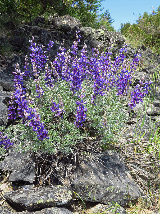 silver bush lupine (Lupinus albifrons) [Baldy Peak Trail, Rogue River-Siskiyou National Forest, Jackson County, Oregon]