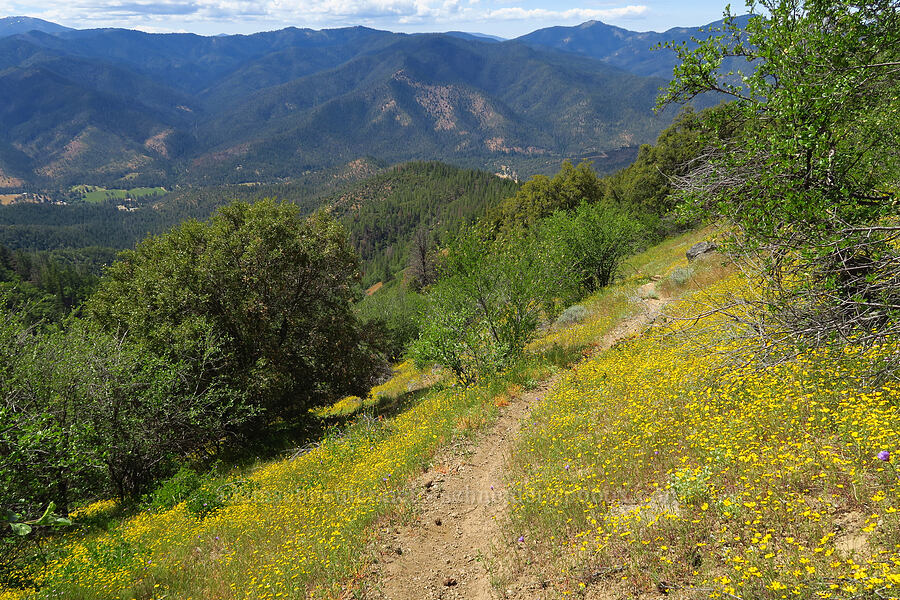 trail through madia (Madia elegans) [Baldy Peak Trail, Rogue River-Siskiyou National Forest, Jackson County, Oregon]