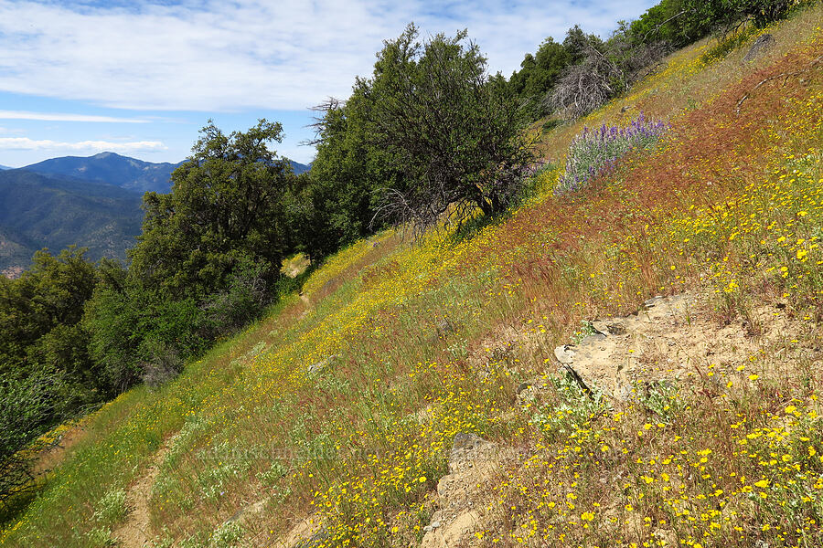 wildflowers [Baldy Peak Trail, Rogue River-Siskiyou National Forest, Jackson County, Oregon]