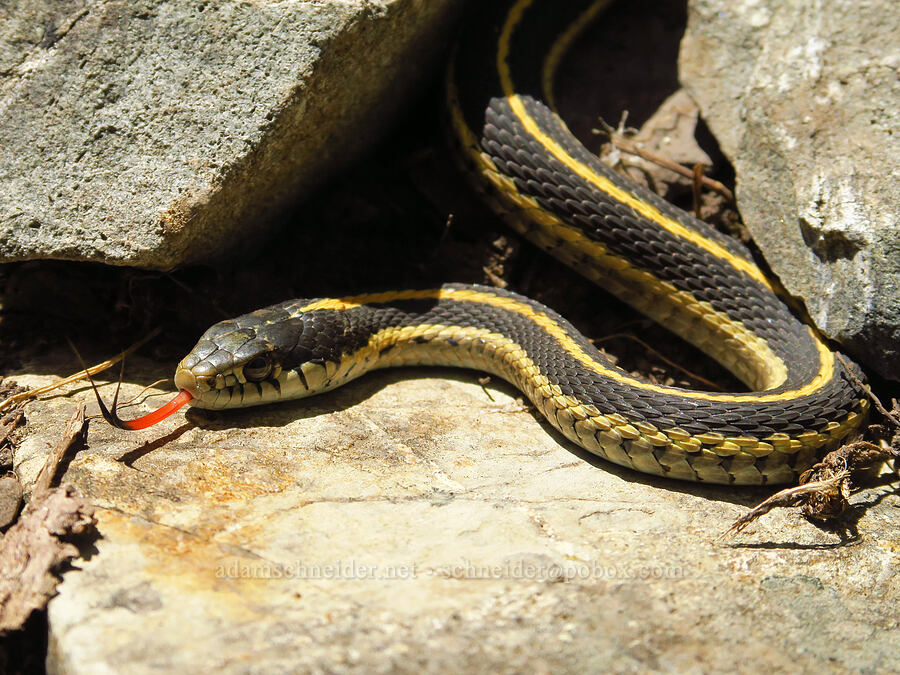 mountain garter snake (Thamnophis elegans elegans) [Baldy Peak Trail, Rogue River-Siskiyou National Forest, Jackson County, Oregon]