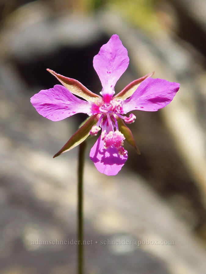 diamond clarkia (Clarkia rhomboidea) [Baldy Peak Trail, Rogue River-Siskiyou National Forest, Jackson County, Oregon]