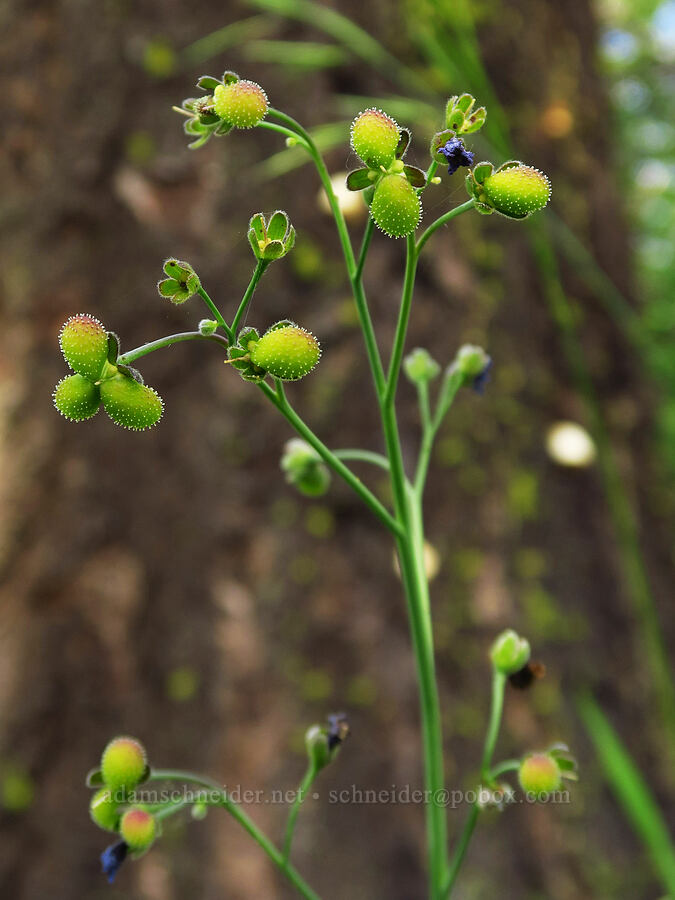 great hound's-tongue fruits (Adelinia grandis (Cynoglossum grande)) [Baldy Peak Trail, Rogue River-Siskiyou National Forest, Jackson County, Oregon]